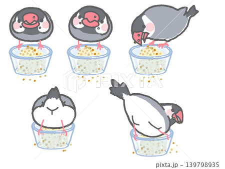 ガラスのボウルに入った餌を食べるシルバー文鳥のセット 139798935