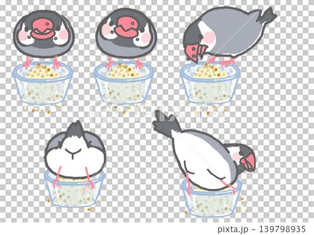 ガラスのボウルに入った餌を食べるシルバー文鳥のセット 139798935