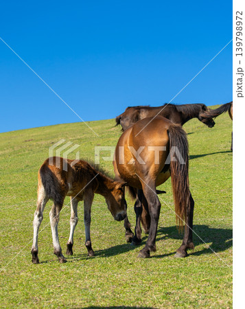 草原で草を食べる馬の親子 草原で草を食べる馬の親子 139798972