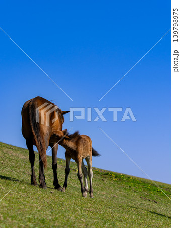 馬の親子と青空の牧草地 馬の親子と青空の牧草地 139798975