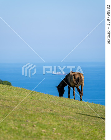 草原で草を食べる野生馬と青い海 139798982