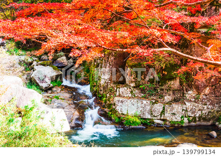 豪渓　晩秋の紅葉と渓流2　岡山県総社市 139799134