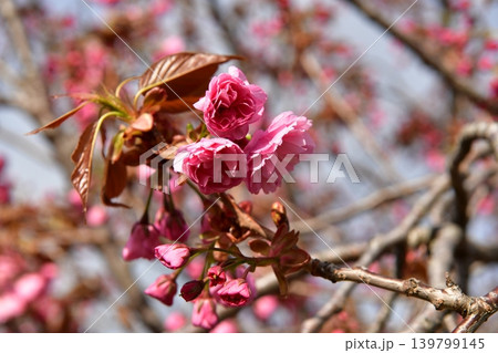 紅色の八重桜 紅色の八重桜 139799145