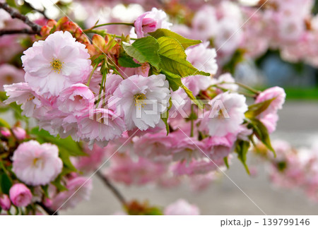 真の桜色 139799146