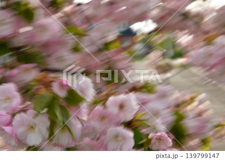 風に舞う桜 風に舞う桜 139799147