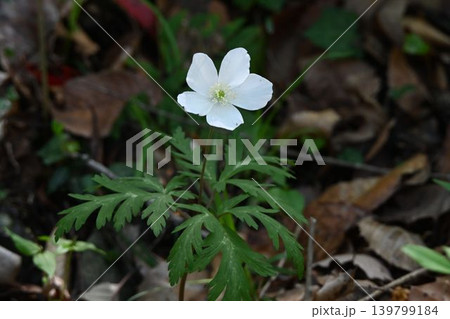 六甲の山で見た羽状に裂けた葉の上に咲く白色の花弁に似た萼片が綺麗なイチリンソウ 六甲の山で見た羽状に裂けた葉の上に咲く白色の花弁に似た萼片が綺麗なイチリンソウ 139799184