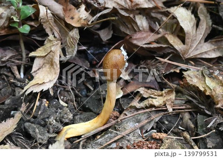 箕面の山で見たセミの幼虫に寄生するキノコの仲間の漢方の生薬になら面白い冬虫夏草のオオセミタケ 箕面の山で見たセミの幼虫に寄生するキノコの仲間の漢方の生薬になら面白い冬虫夏草のオオセミタケ 139799531