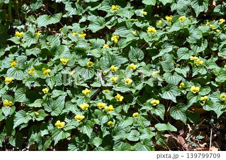 日本海側の山地に自生する大きな葉に黄色の花が綺麗なオオバキスミレの群生 139799709