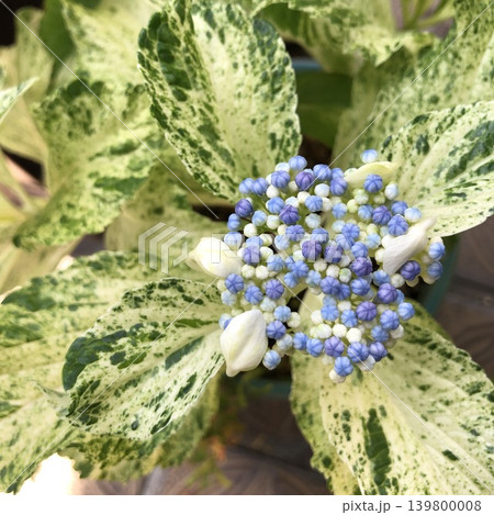 斑入り紫陽花 ガクアジサイ 斑入り紫陽花 ガクアジサイ 139800008