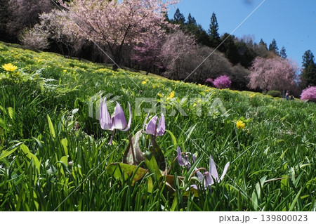 カタクリの花と桜とフクジュソウと青空 カタクリの花と桜とフクジュソウと青空 139800023