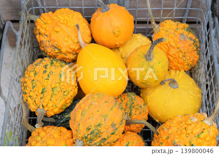 Orange pumpkins in a metal basket. Cozy decoration. Fall colors and still life. Top view. 139800046