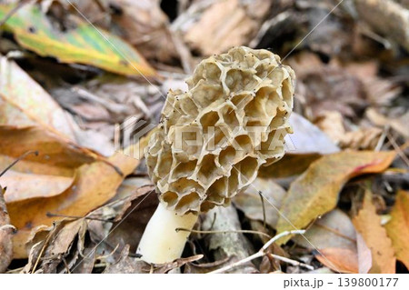 箕面の山で見たキノコの頭部が網の目のように見えることから名づけられたユニークな形のアミガサタケ 139800177