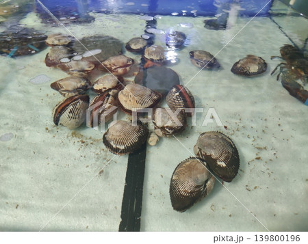 Fresh shellfish lie in water before being sold at the market. Fresh shellfish lie in water before being sold at the market. 139800196
