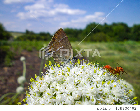 Butterfly on white onion flowers in the vegetable garden, macro photo Butterfly on white onion flowers in the vegetable garden, macro photo 139800402