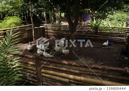 Bamboo Enclosure with White Ducks in Tropical Garden Bamboo Enclosure with White Ducks in Tropical Garden 139800444