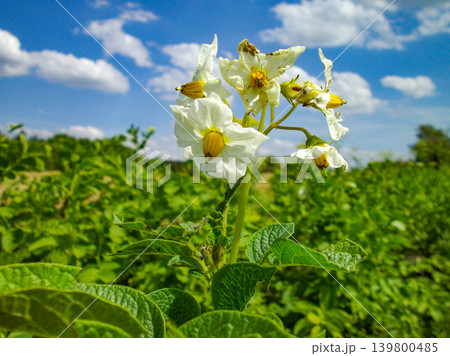 Potato plant with blooming white flowers on the farm field. Potato plant with blooming white flowers on the farm field. 139800485