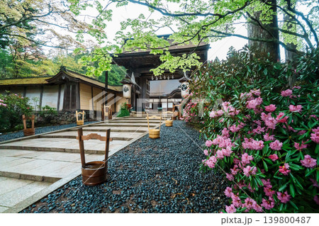 高野山　金剛峯寺に咲く石楠花 139800487