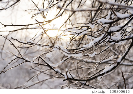The sun breaks through the snow-covered branches of trees. Winter landscape. The sun breaks through the snow-covered branches of trees. Winter landscape. 139800616