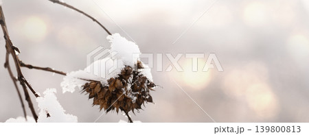 Tree branches in the snow. Winter landscape. Tree branches in the snow. Winter landscape. 139800813