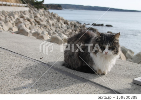 野良猫 139800889