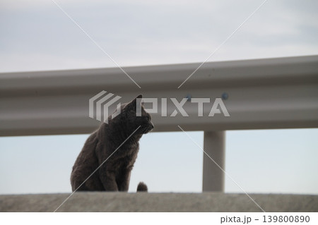 野良猫 野良猫 139800890