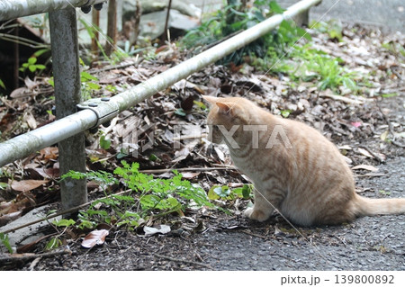 野良猫 野良猫 139800892