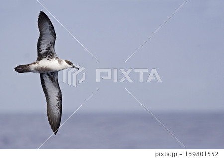 Great Shearwater, Ardenna gravis with spread wings Great Shearwater, Ardenna gravis with spread wings 139801552