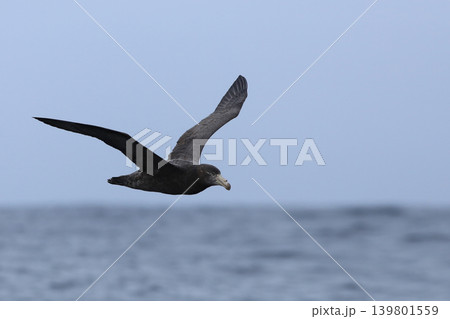 Northern Giant Petrel, Macronectes halli, in flight 139801559