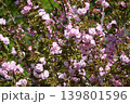 満開の八重桜 139801596