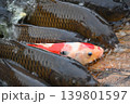 鯉の群れ 139801597