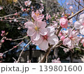満開の桜 139801600
