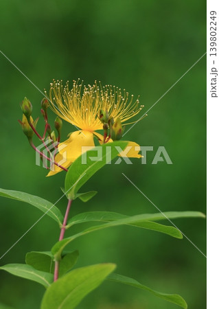 金糸のような長い雄しべの花 139802249