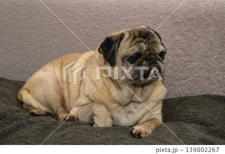 Elderly pug lying on a sofa with tongue out Elderly pug lying on a sofa with tongue out 139802267