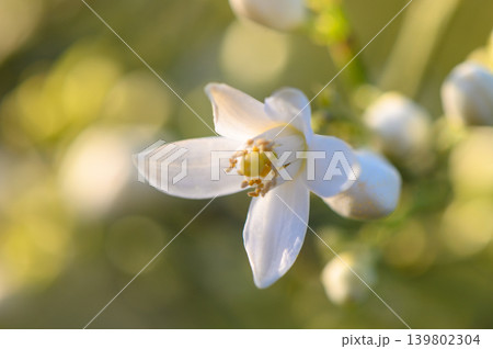 Delicate white blossom glimmers in soft sunlight amidst a tranquil garden setting 139802304