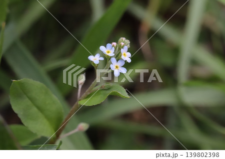 春の道端に咲く薄い水色の小さなキュウリグサの花 春の道端に咲く薄い水色の小さなキュウリグサの花 139802398