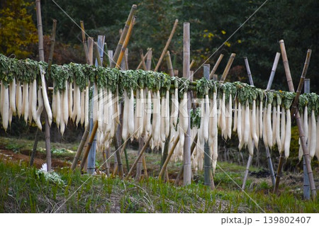 野菜畑の耕作現場 野菜畑の耕作現場 139802407