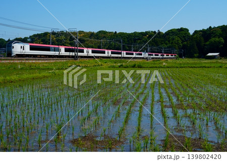 【E259系】水田地帯の鉄道風景 139802420