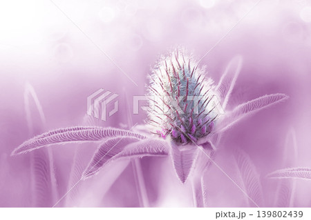 Beautiful clover flower on green background. Shallow depth of field. Close up. Nature.  139802439