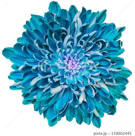 Turquoise chrysanthemum flower on a white isolated background with clipping path. Closeup.. Nature. Turquoise chrysanthemum flower on a white isolated background with clipping path. Closeup.. Nature. 139802445