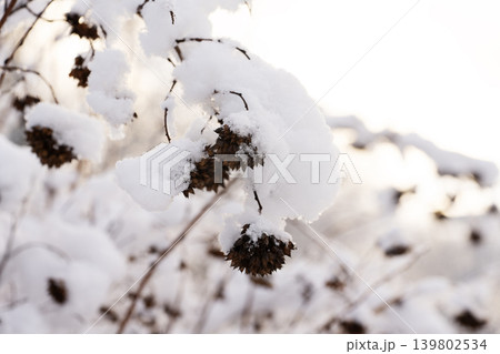 Tree branches in the snow. Winter landscape. Tree branches in the snow. Winter landscape. 139802534