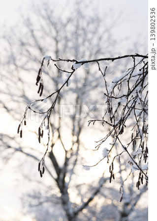 The sun breaks through the snow-covered branches of trees. Winter landscape. The sun breaks through the snow-covered branches of trees. Winter landscape. 139802536