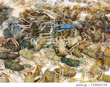 Live crayfish are washed in clean water for further preparation. Live crayfish are washed in clean water for further preparation. 139802539