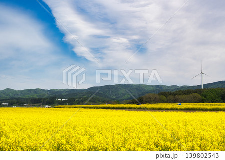 満開の菜の花畑と風車のある風景 満開の菜の花畑と風車のある風景 139802543