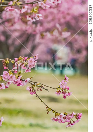 山口・萩・親水公園・河津桜 山口・萩・親水公園・河津桜 139802557