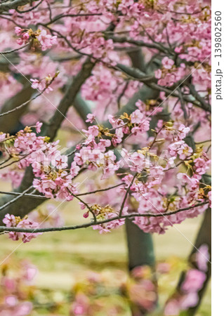 山口・萩・親水公園・河津桜 山口・萩・親水公園・河津桜 139802560