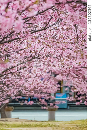 山口・萩・親水公園・河津桜 山口・萩・親水公園・河津桜 139802562