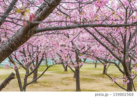 山口・萩・親水公園・河津桜 山口・萩・親水公園・河津桜 139802568
