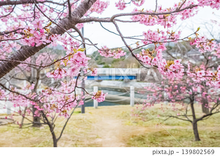 山口・萩・親水公園・河津桜 139802569