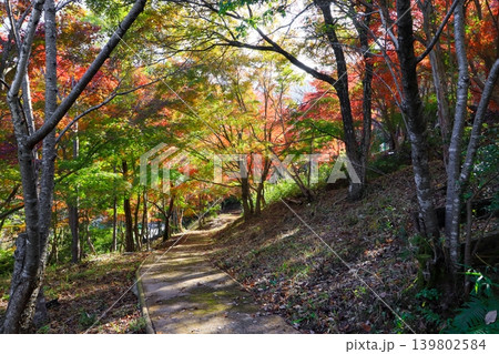 大分県中津市の八面山にある自然豊かな四季の丘公園 大分県中津市の八面山にある自然豊かな四季の丘公園 139802584