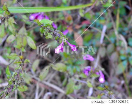 ピンクの小さな花が咲く一年草のママコナ ピンクの小さな花が咲く一年草のママコナ 139802622